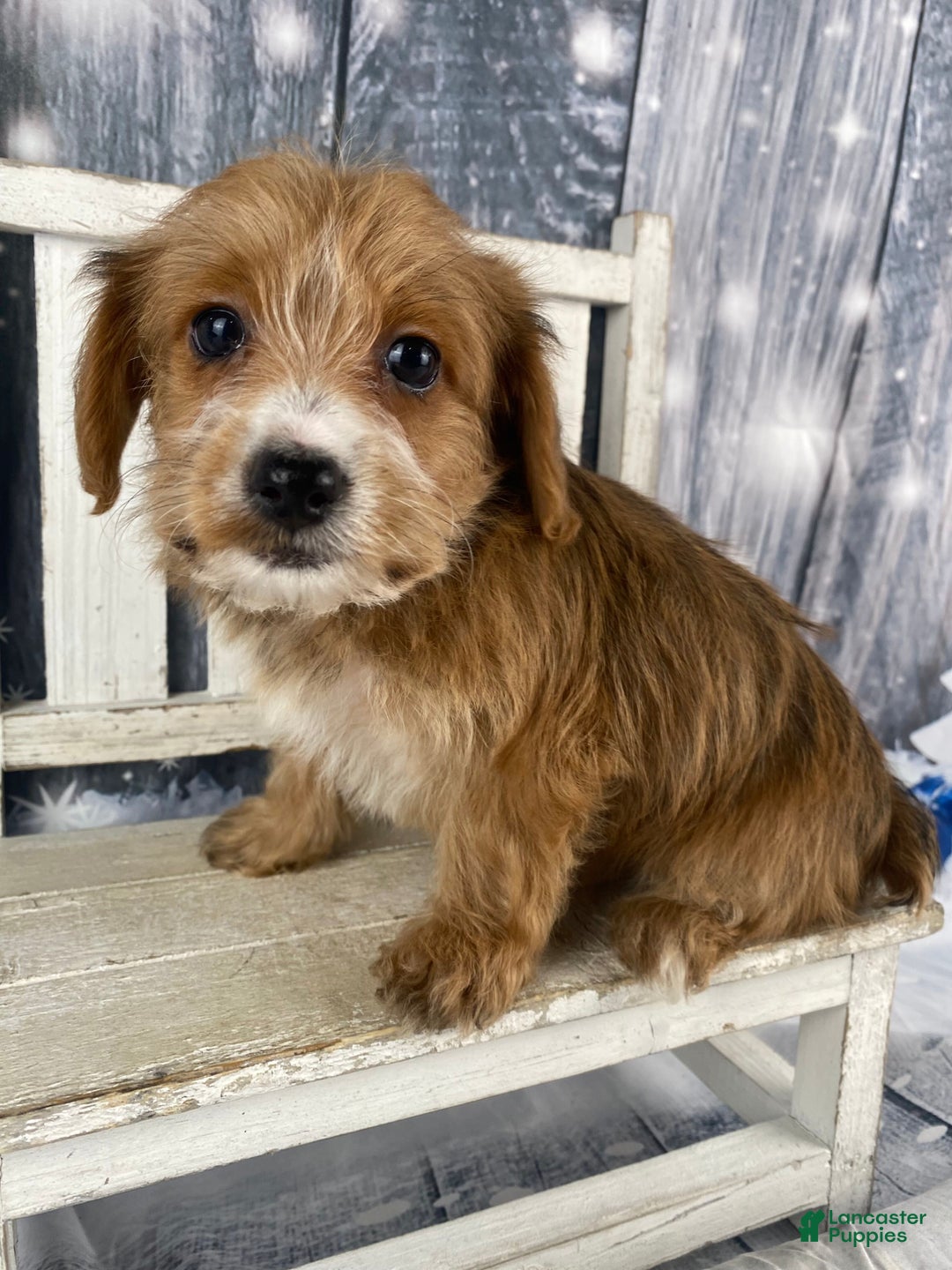 Yorkiepoo dogs for sale: Maisy - Ad 8