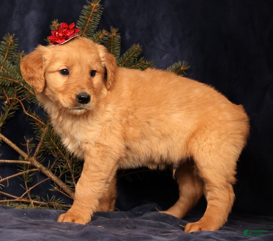 Golden Retriever dogs for sale: Dusty - Ad 4