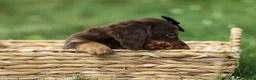 Miniature Dachshund dogs for sale: MAX - Ad 4