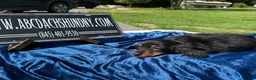Miniature Dachshund dogs for sale: Russian AKC dachshund - Ad 6