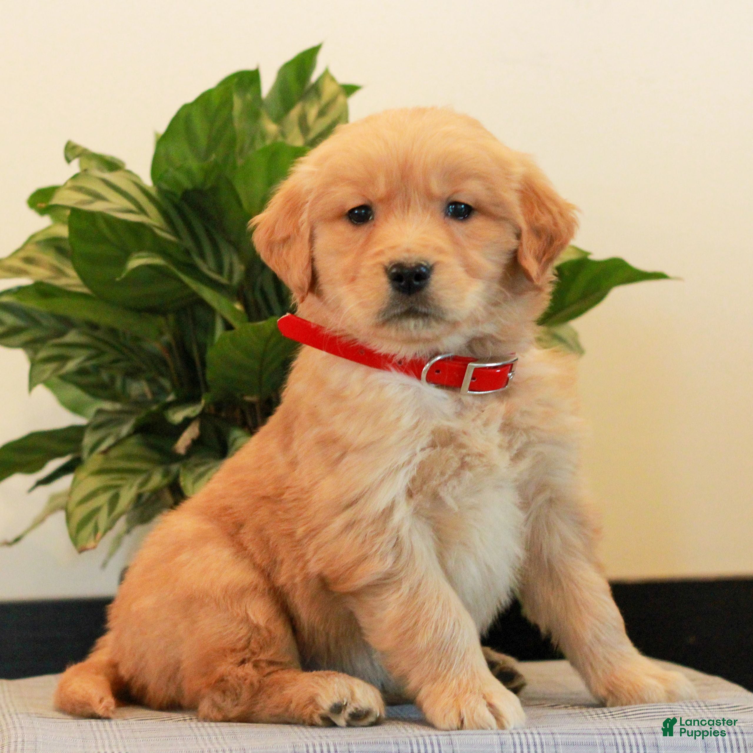 Golden Retriever dogs Joey  - Ad 2