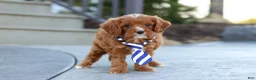 Cavapoo dogs for sale: Mr. Bentley - Ad 13