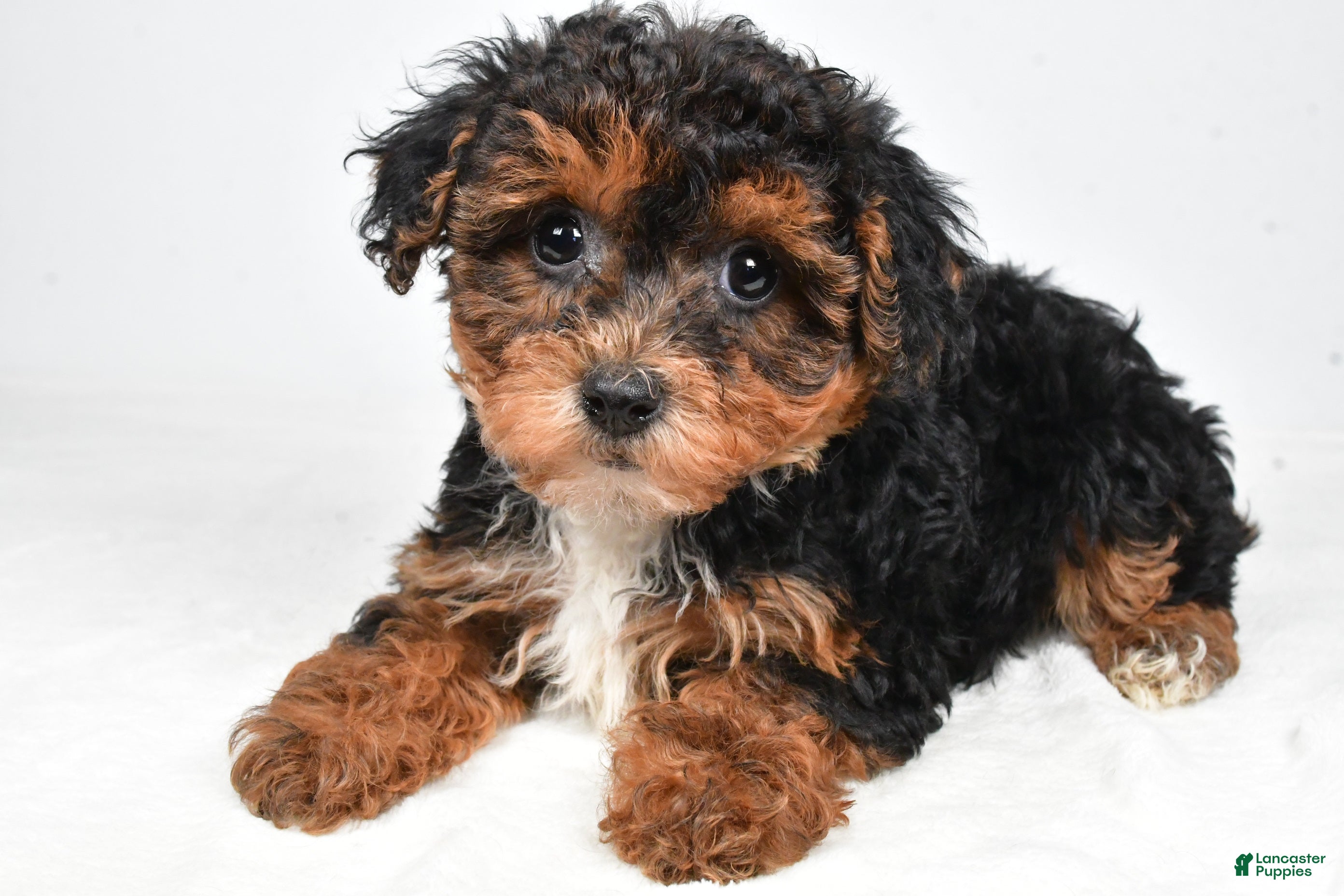 Yorkiepoo dogs Gina - Ad 1