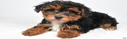 Yorkiepoo dogs for sale: Gina - Ad 1