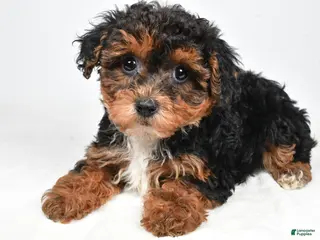 Yorkiepoo dogs for sale: Gina - Ad 3