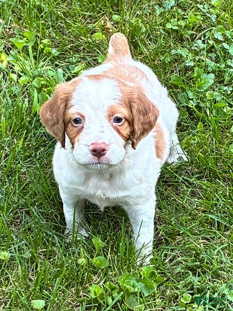 Brittany Spaniel dogs Hawkeye Holly Girl 3 - Ad 2