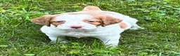 Brittany Spaniel dogs for sale: Hawkeye Holly Girl 3 - Ad 2