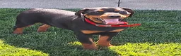 Mixed Breed dogs for sale: Lilly - Ad 1