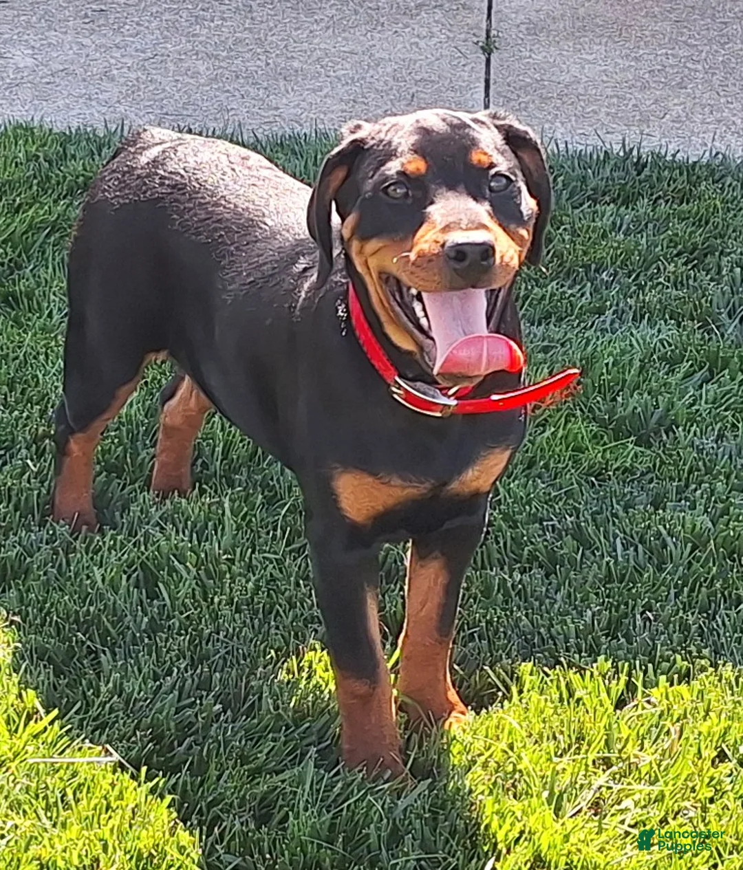 Mixed Breed dogs for sale: Lilly - Ad 1