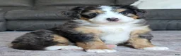 Mini Bernedoodle dogs for sale: Mini Bentley  - Ad 22