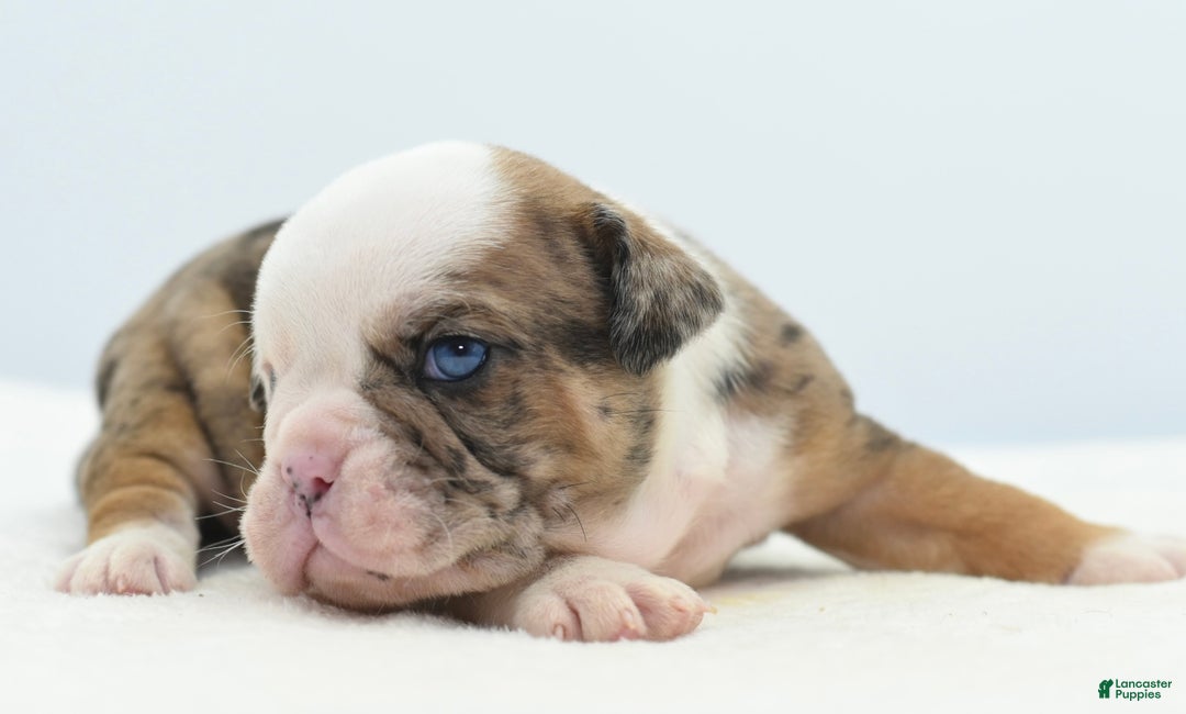 Mixed Breed dogs for sale: Turbo Merle blue eyes - Ad 8