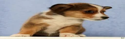 Mixed Breed dogs for sale: Daisy - Ad 5