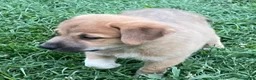 Mixed Breed dogs for sale: Sampson- $150 - Ad 3