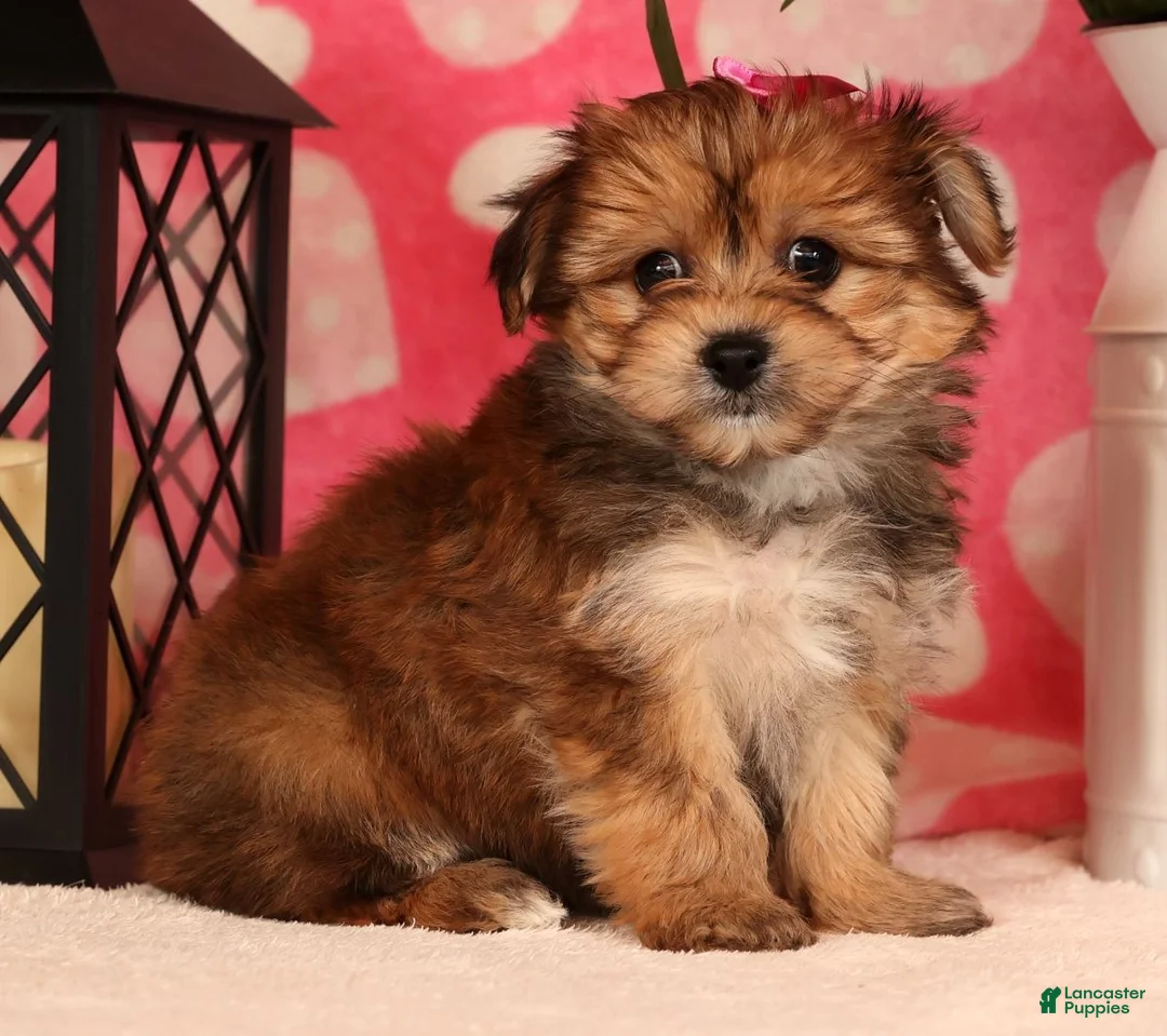 Yochon dogs for sale: Toby - Ad 2