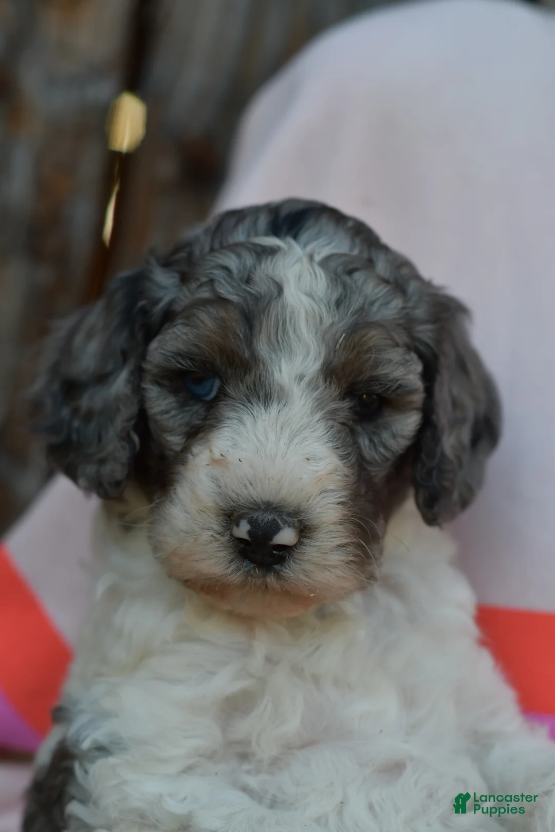 Standard Poodle dogs for sale: Piper, Standard Poodle Puppy 4 - Ad 1