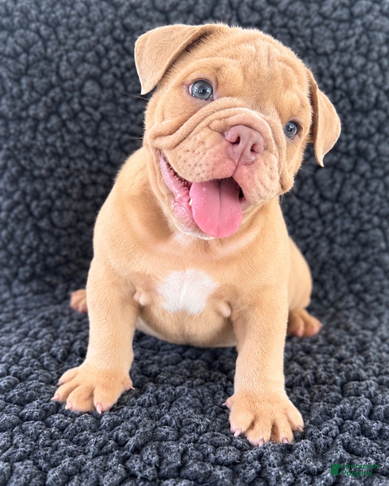 English Bulldog dogs English Bulldog 2 - Ad 1