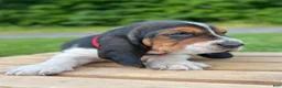 Basset Hound dogs for sale: Charlie - Ad 8