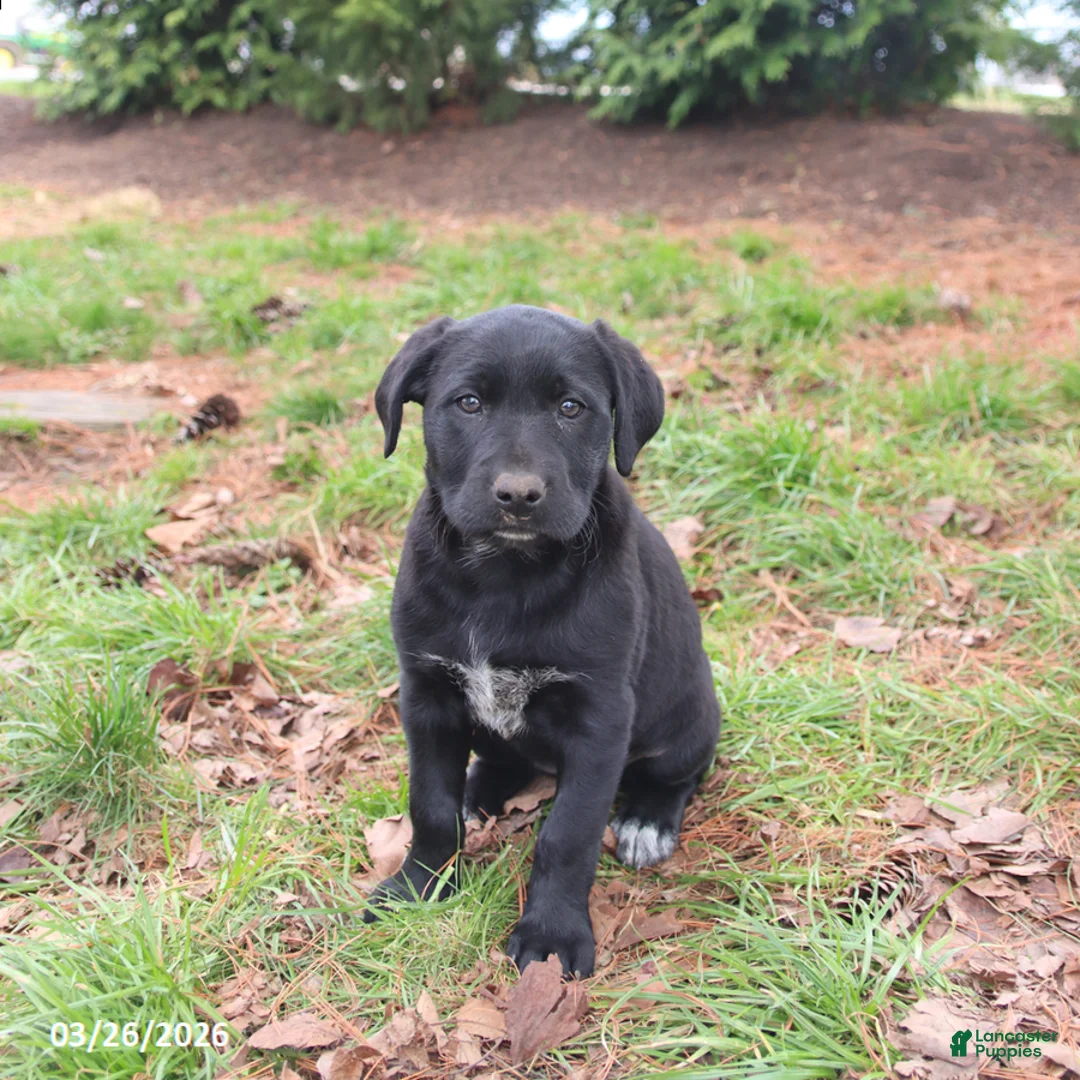 Mixed Breed dogs for sale: Maddie - Ad 2