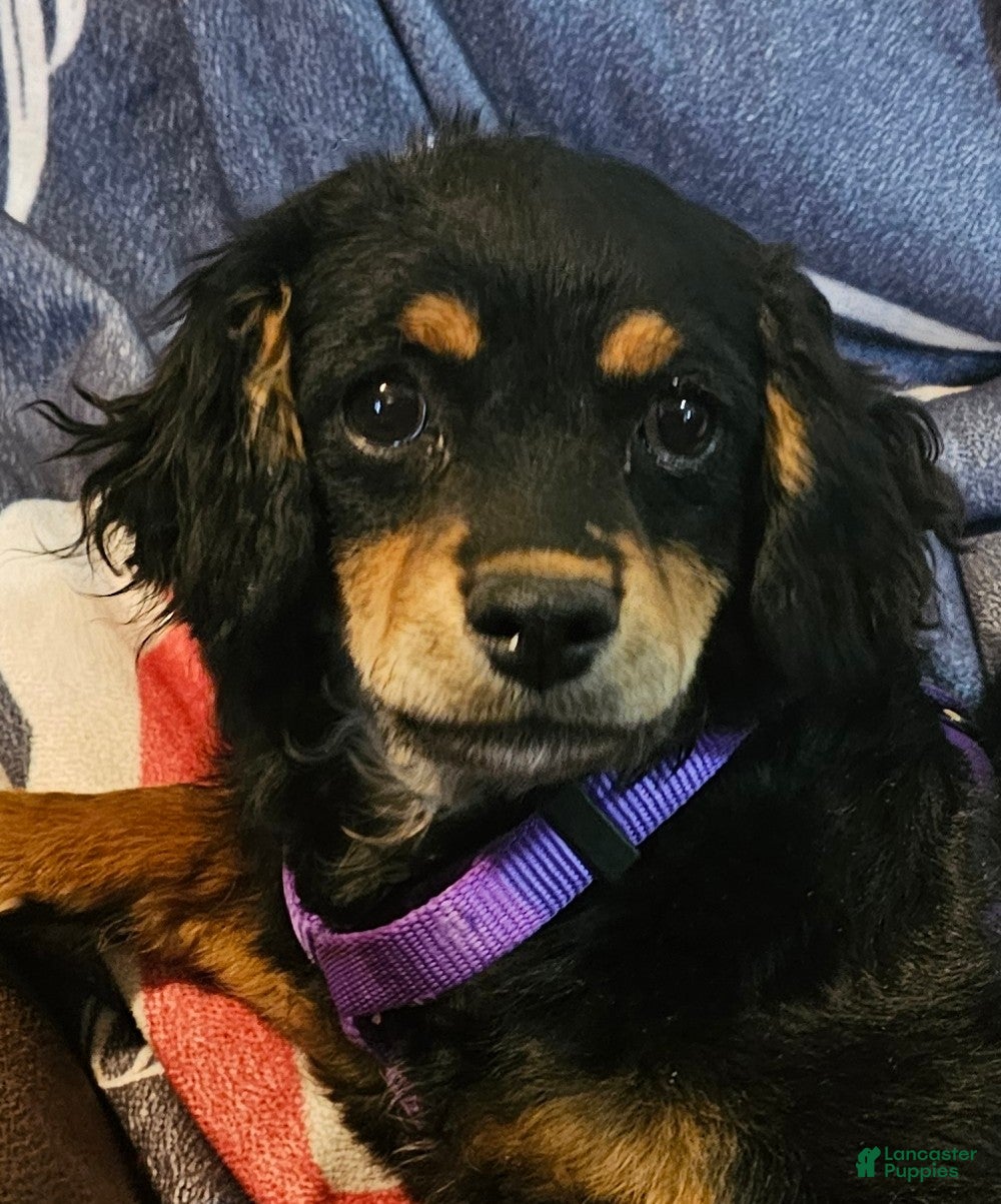 Cavapoo dogs Apple - Ad 1