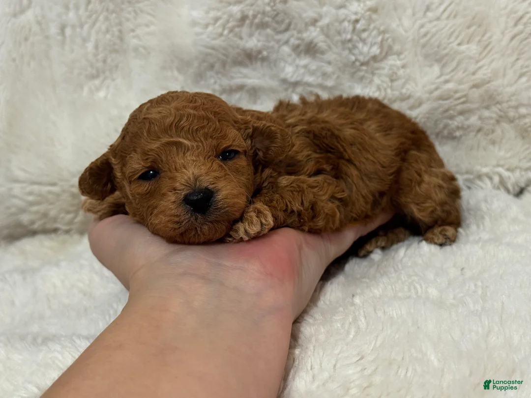 Toy Poodle dogs for sale: Teddy  - Ad 7