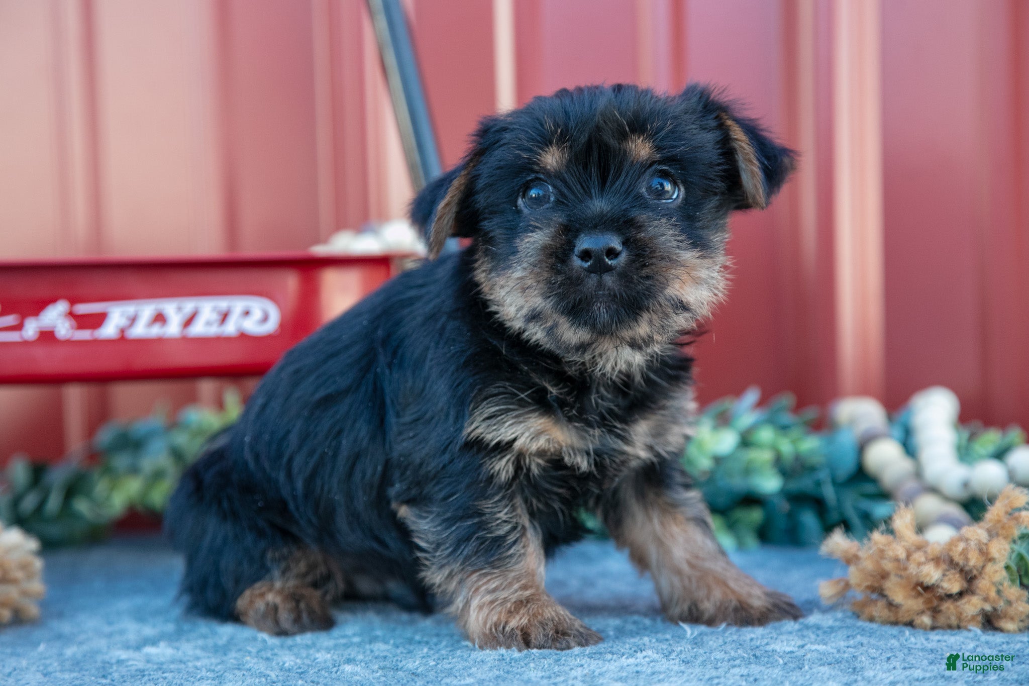 Yorkshire Terrier dogs for sale: Tip - Ad 1