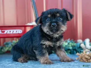 Yorkshire Terrier dogs for sale: Tip - Ad 1