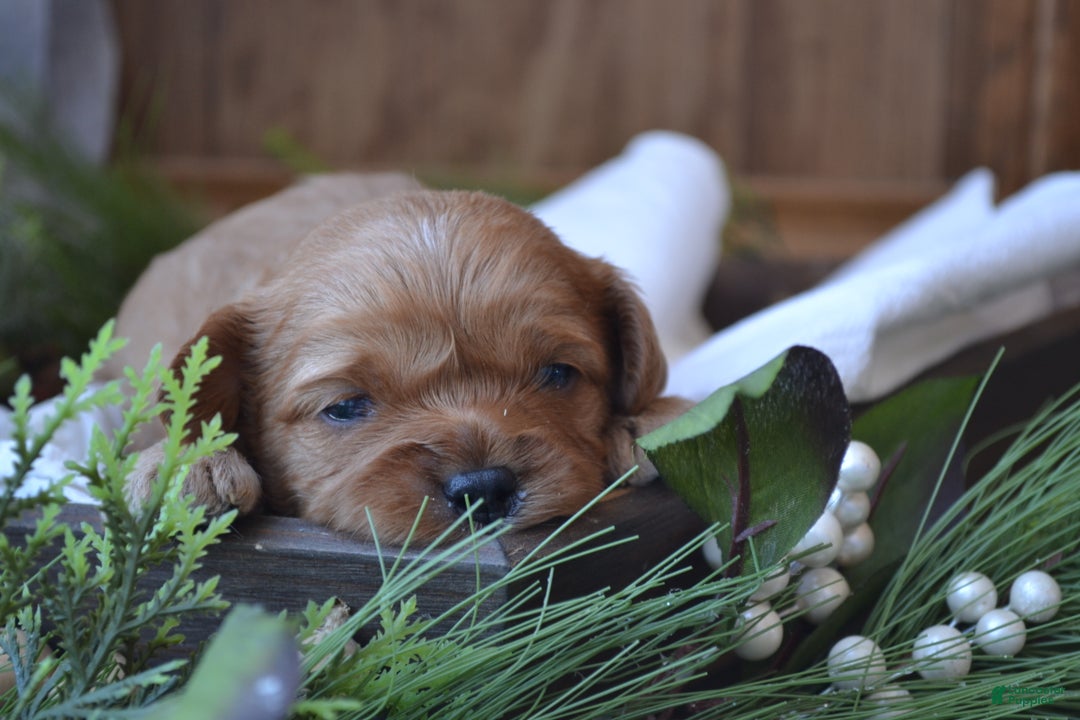 Cavapoo dogs for sale: Graham - Ad 1