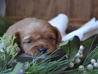 Cavapoo dogs Graham - Ad 2