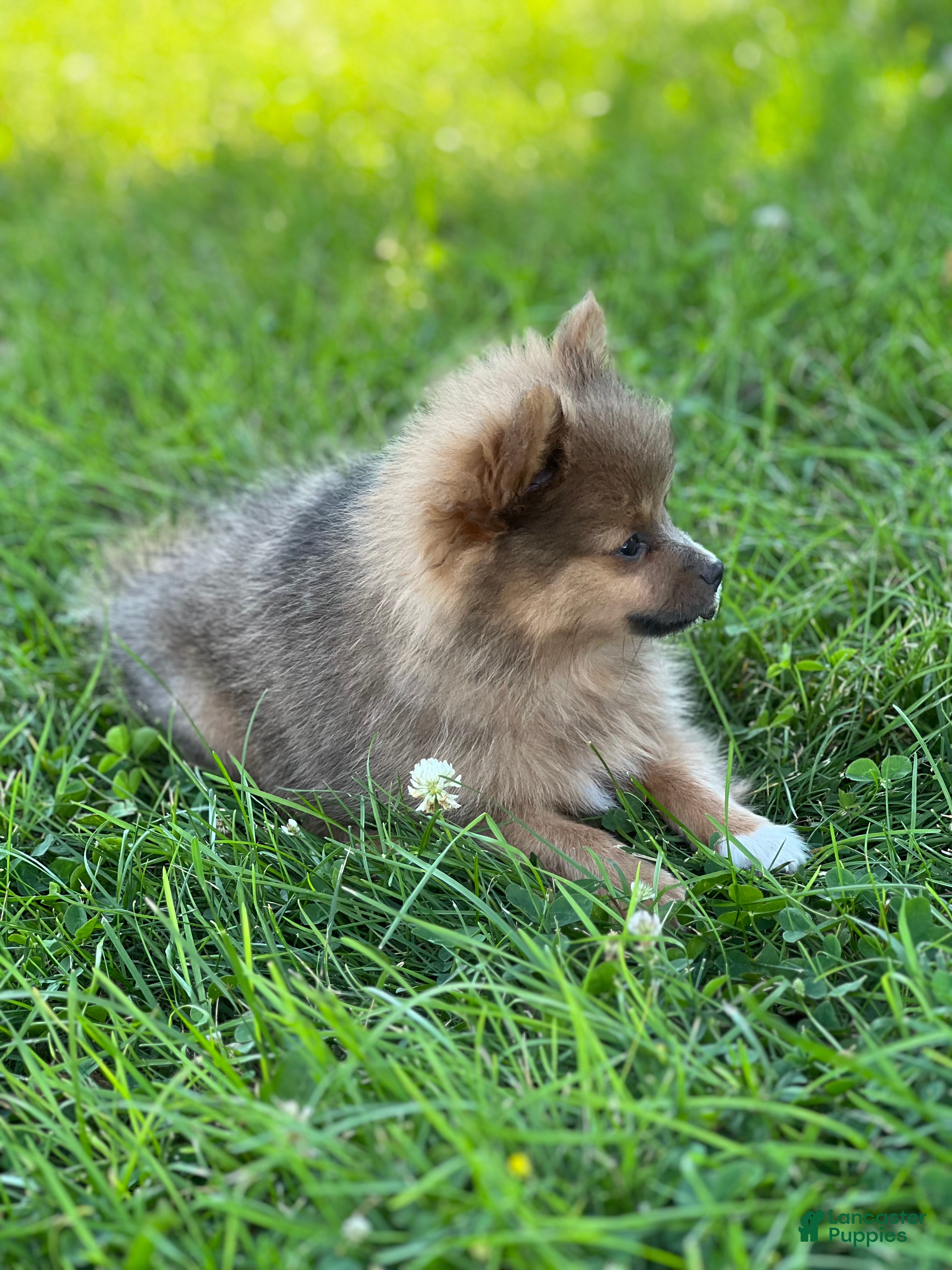 Pomeranian dogs Pip - Ad 2