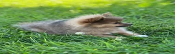 Pomeranian dogs for sale: Pip - Ad 2