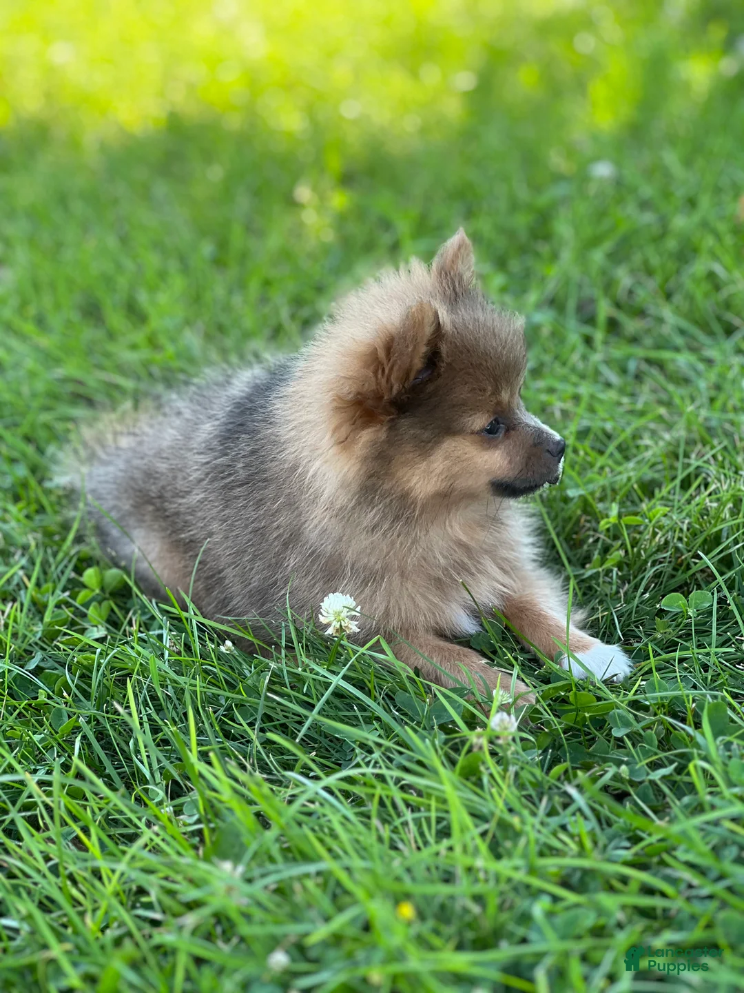 Pomeranian dogs for sale: Pip - Ad 2
