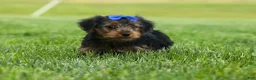 Yorkshire Terrier dogs for sale:  Bruno 🐶 - Ad 3