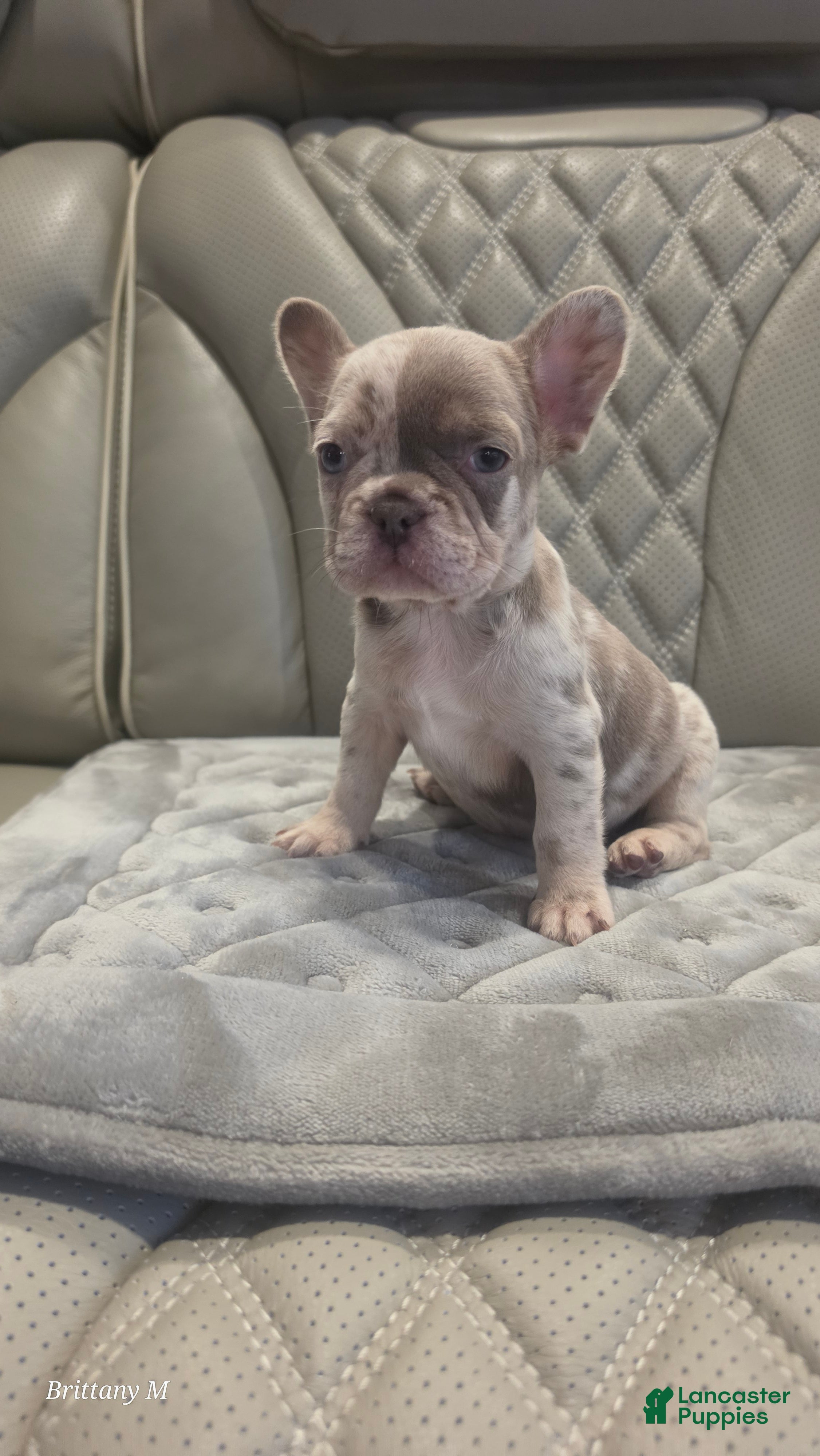 French Bulldog dogs French Bulldog 6 - Ad 8