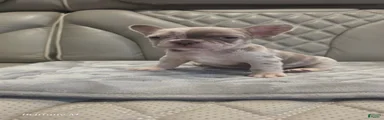French Bulldog 6