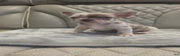 French Bulldog dogs for sale: French Bulldog 6 - Ad 1