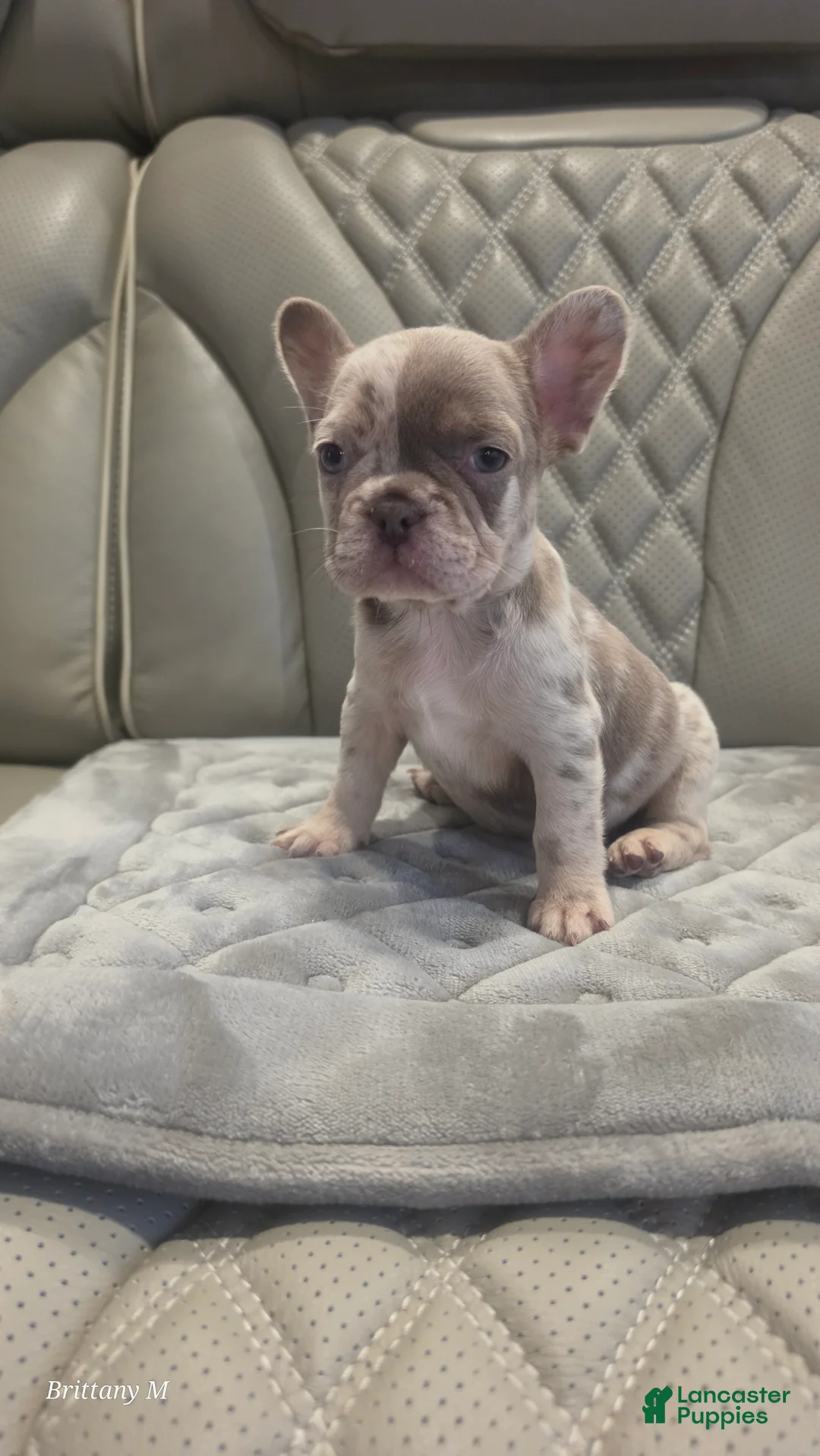 French Bulldog dogs for sale: French Bulldog 6 - Ad 1