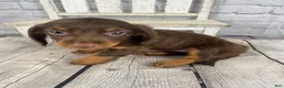 Miniature Dachshund dogs for sale: Lexi - Ad 8