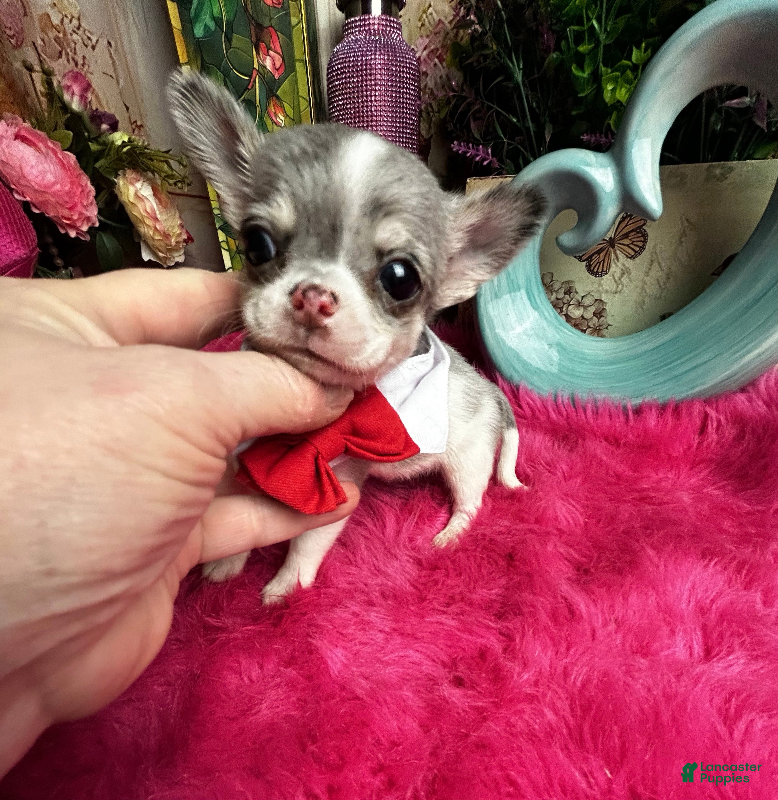 Chihuahua dogs FRECKLES  - Ad 1