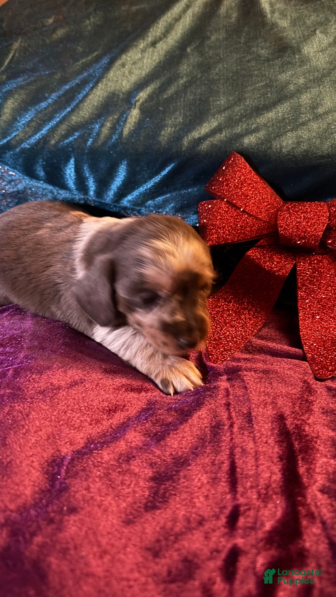 Miniature Dachshund dogs for sale: Miniature Dachshund Puppy 2 - Ad 2