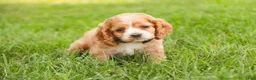 Cocker Spaniel dogs for sale: April Cocker Spaniel  - Ad 5