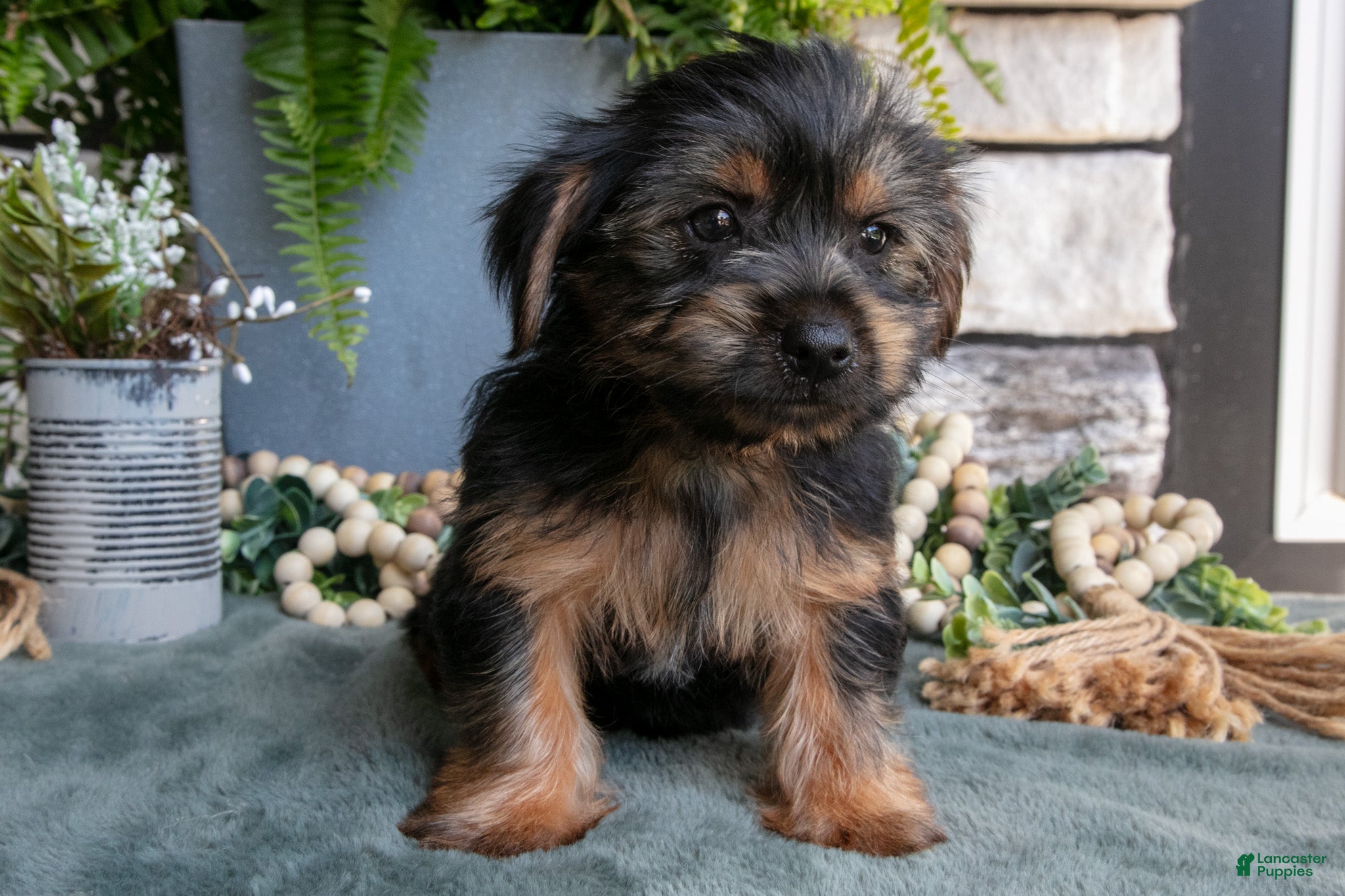 Yorkshire Terrier dogs Cinnamon - Ad 2