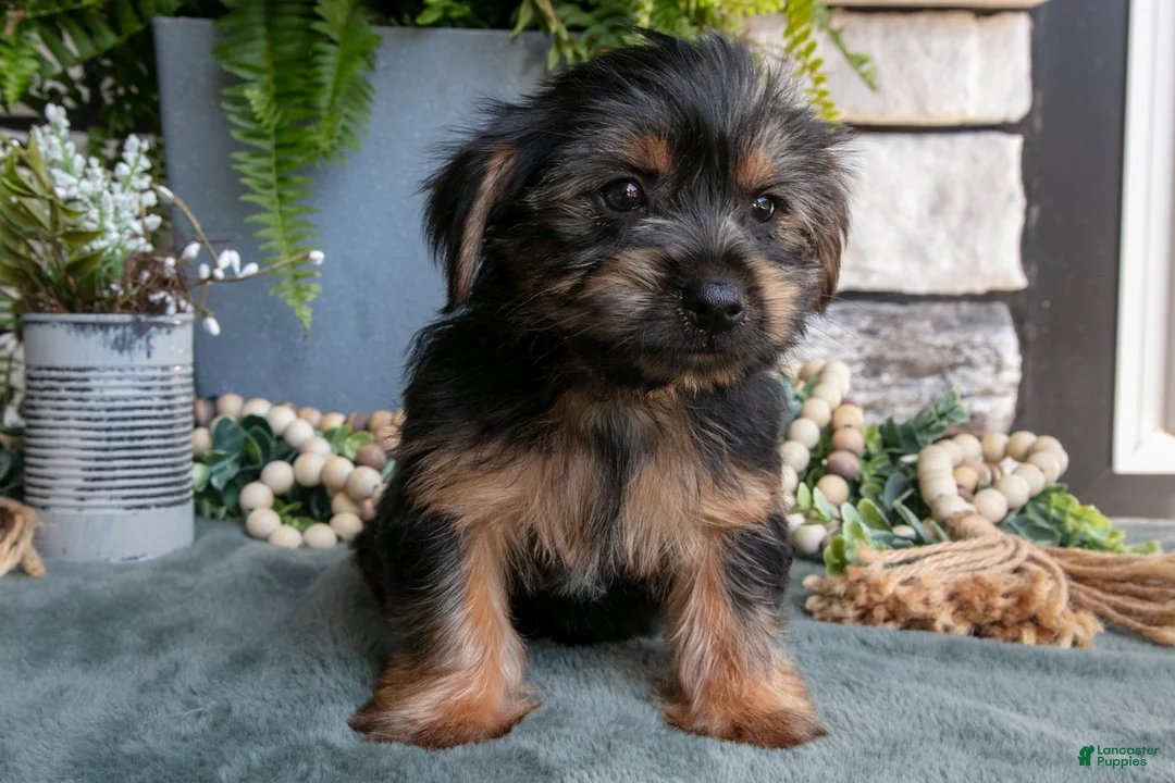 Yorkshire Terrier dogs for sale: Cinnamon - Ad 2
