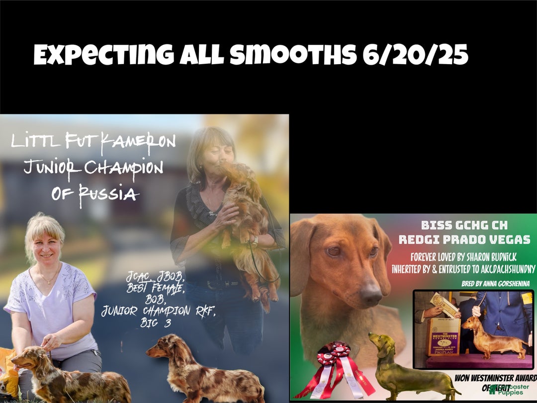 Miniature Dachshund dogs for sale: Pra clear CH Parents AKC  - Ad 2