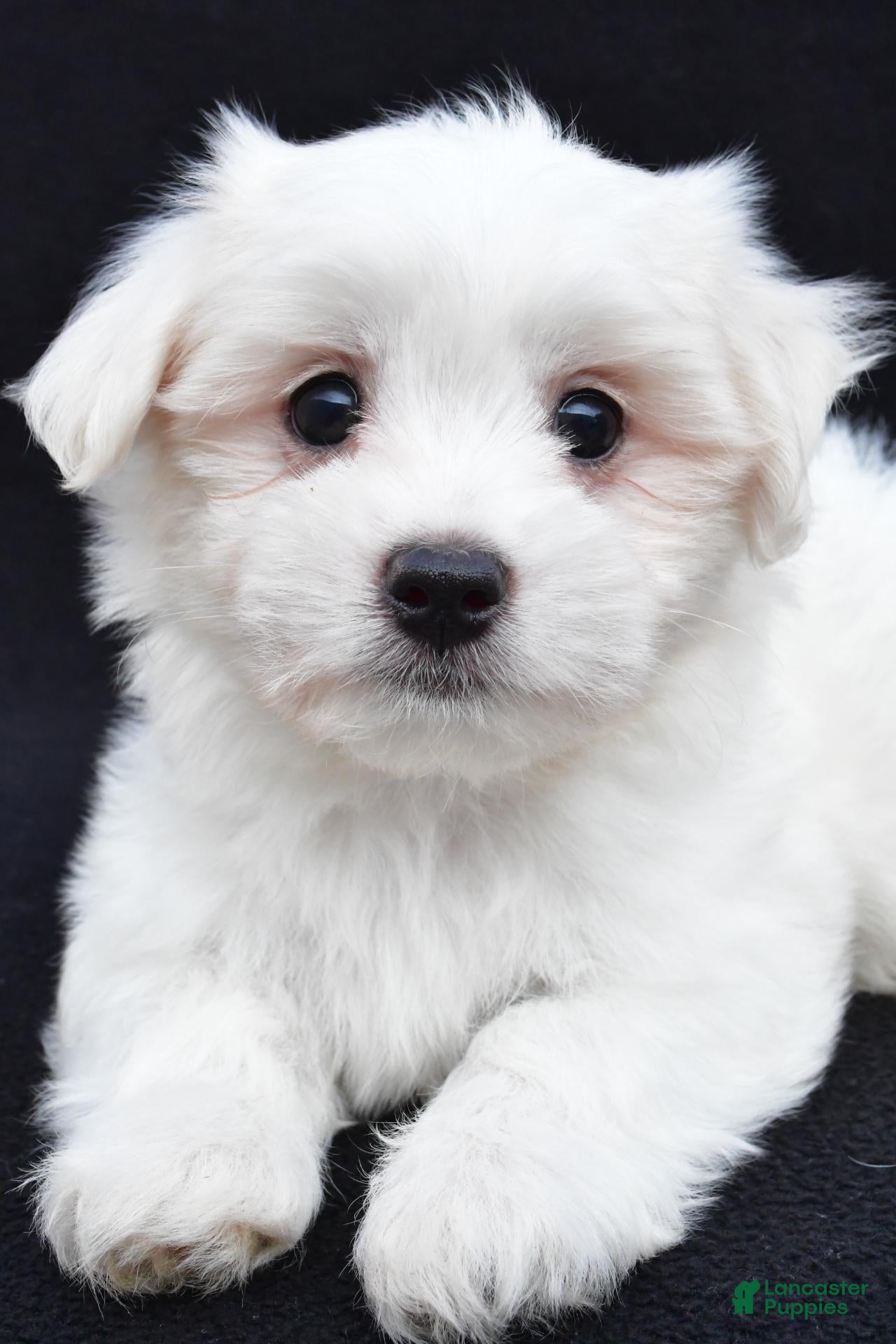 Maltese dogs Cash - Ad 2