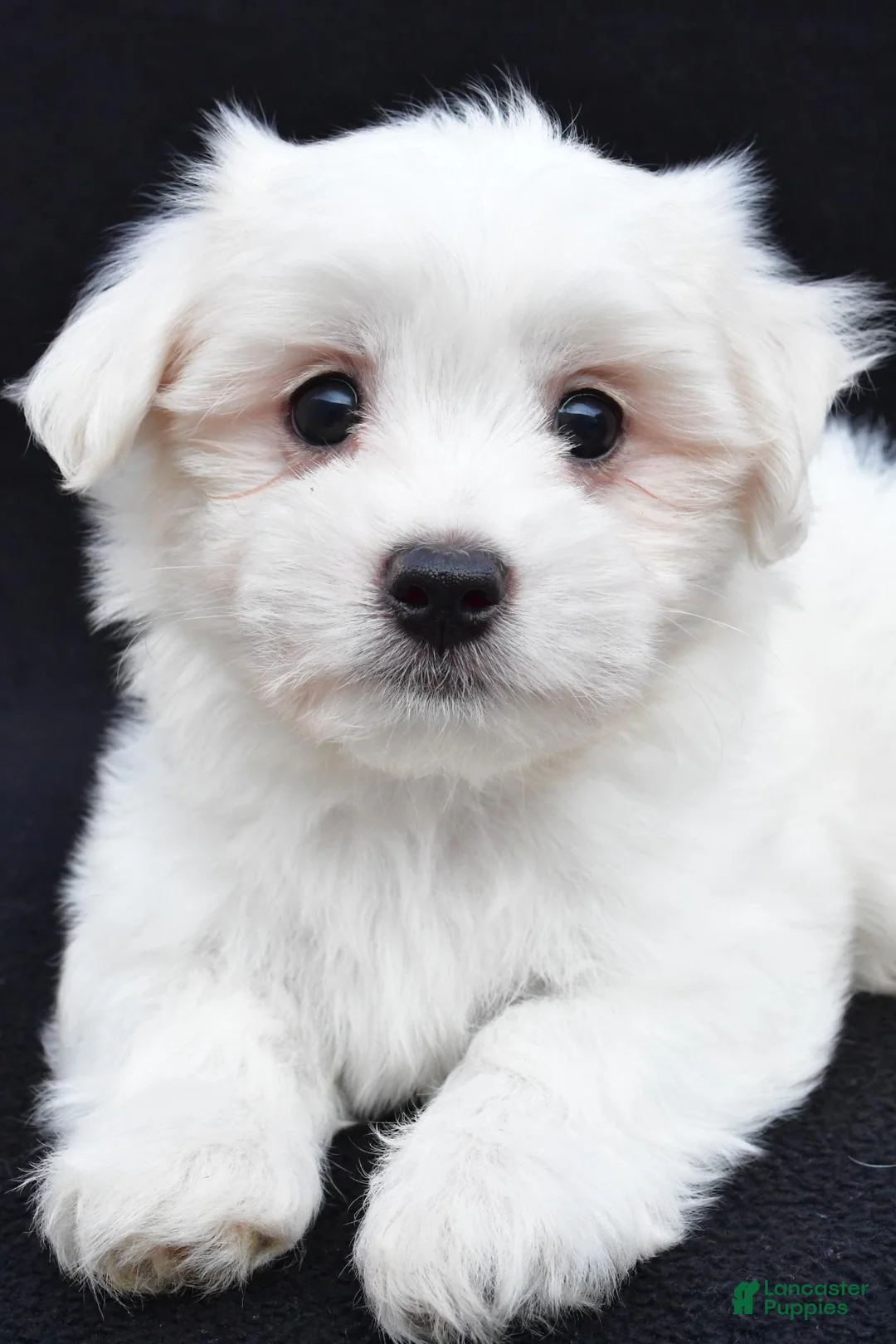 Maltese dogs for sale: Cash - Ad 2