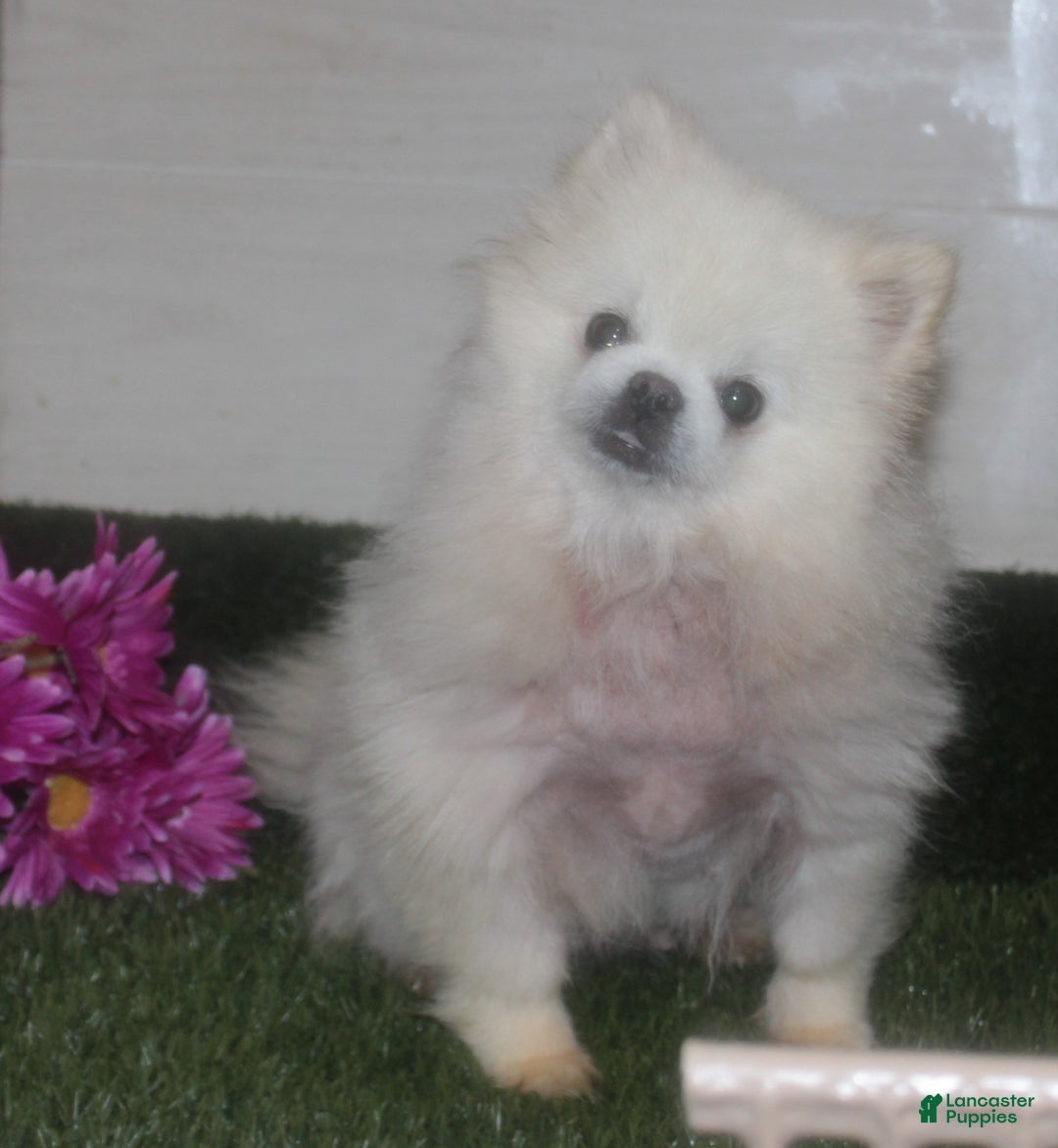 Pomeranian dogs for sale: Annie - Ad 4