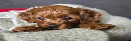 Cavapoo dogs for sale: Belle - Ad 4