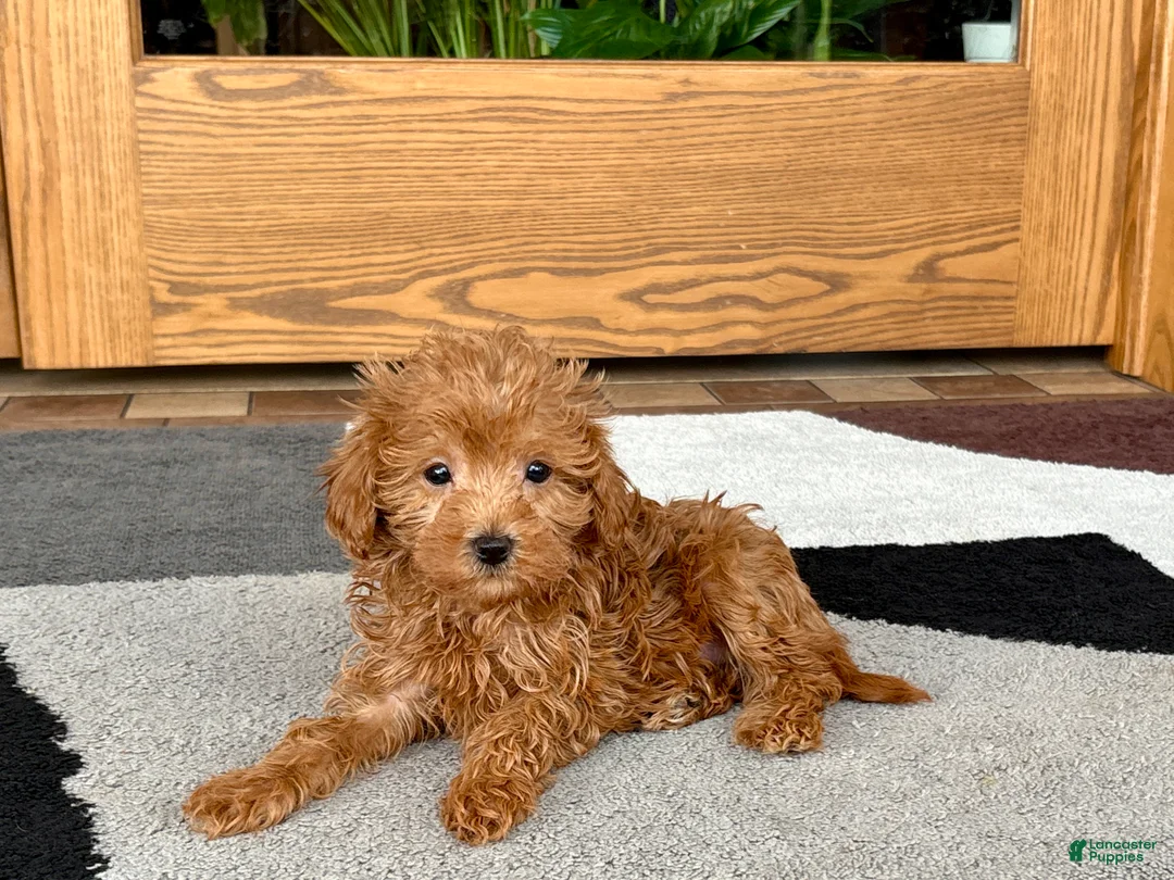 Maltipoo dogs for sale: Kyla - Ad 9