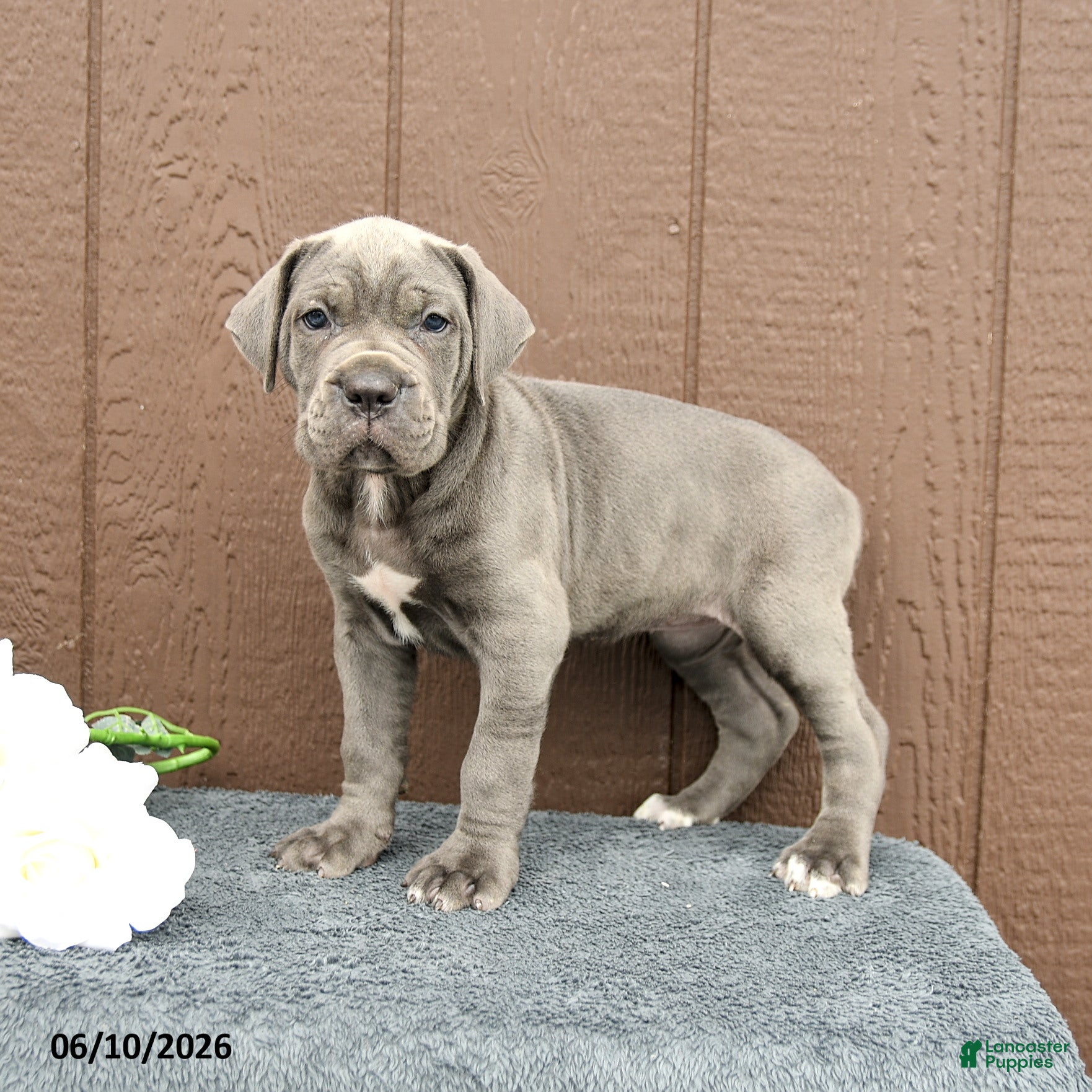 Cane Corso dogs Camille - Ad 1