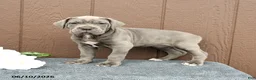Cane Corso dogs for sale: Camille - Ad 1